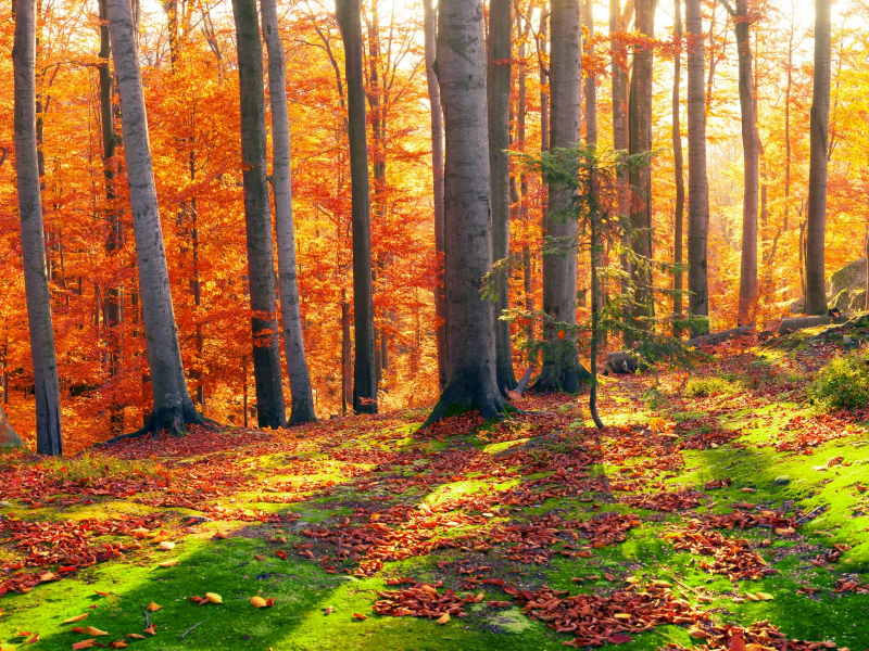 камни, осень, лес, закарпатье, листья, мох, панорама, деревья, солнце
