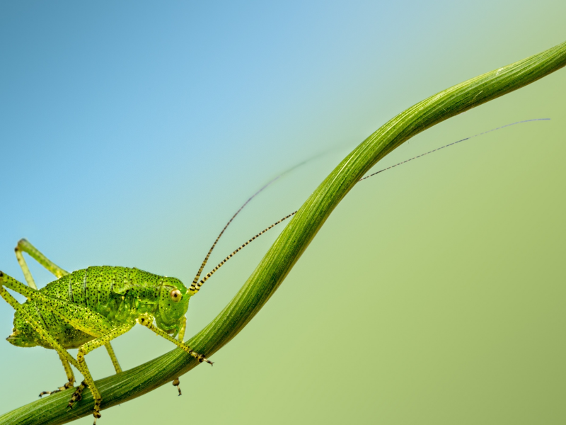 insect, cricket, branch