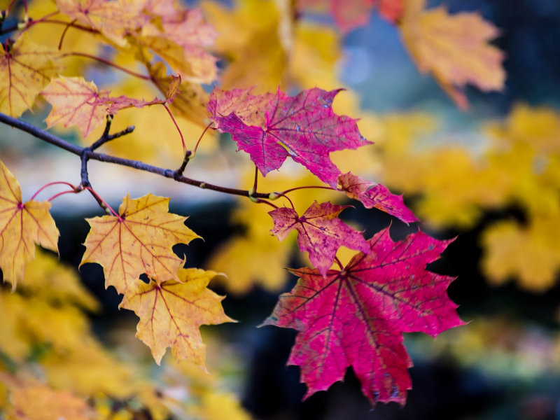 боке, осень, ветки, дерево, листья