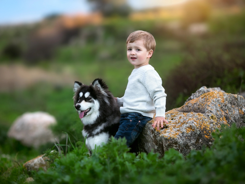 мальчик, трава, камень, хаски, пёс, природа, малыш, ребёнок, животное, собака