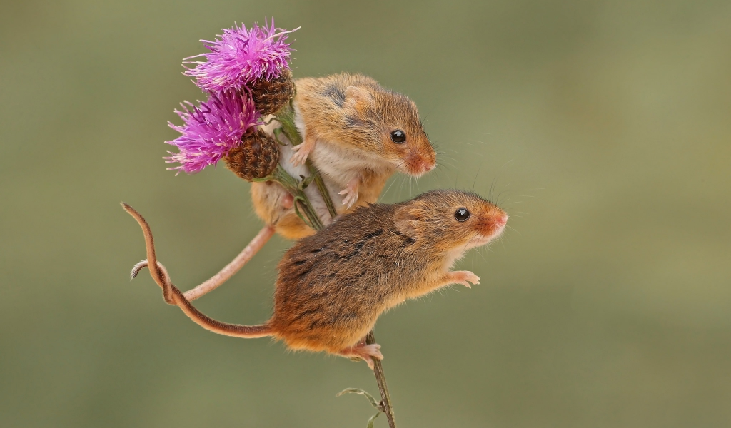 парочка, мышки, грызун, harvest mouse, фон, мышьмалютка, бодяк