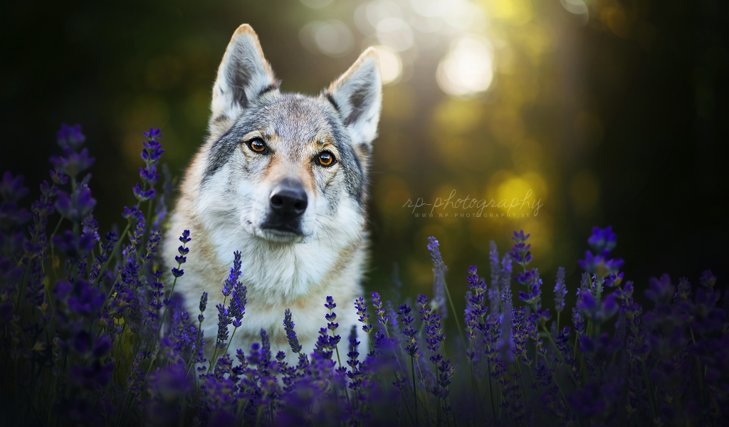 лаванда, морда, чехословацкая волчья собака, собака, взгляд, цветы