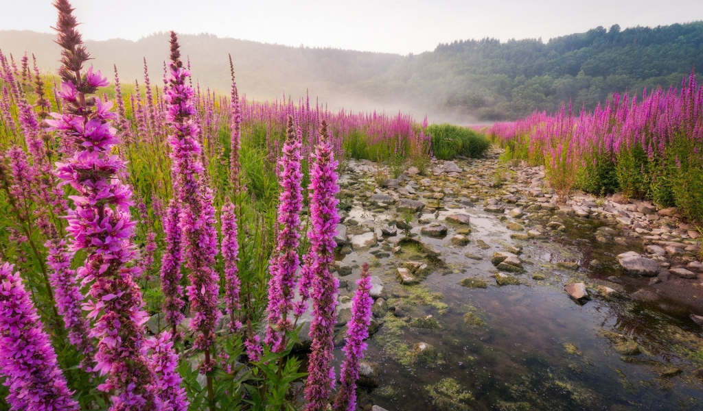 природа, красота