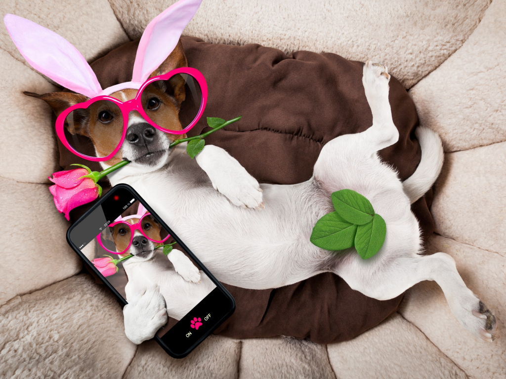 rose, dog, уши, очки, bunny ears, pink, роза, funny, сердечки, happy, holiday, собака