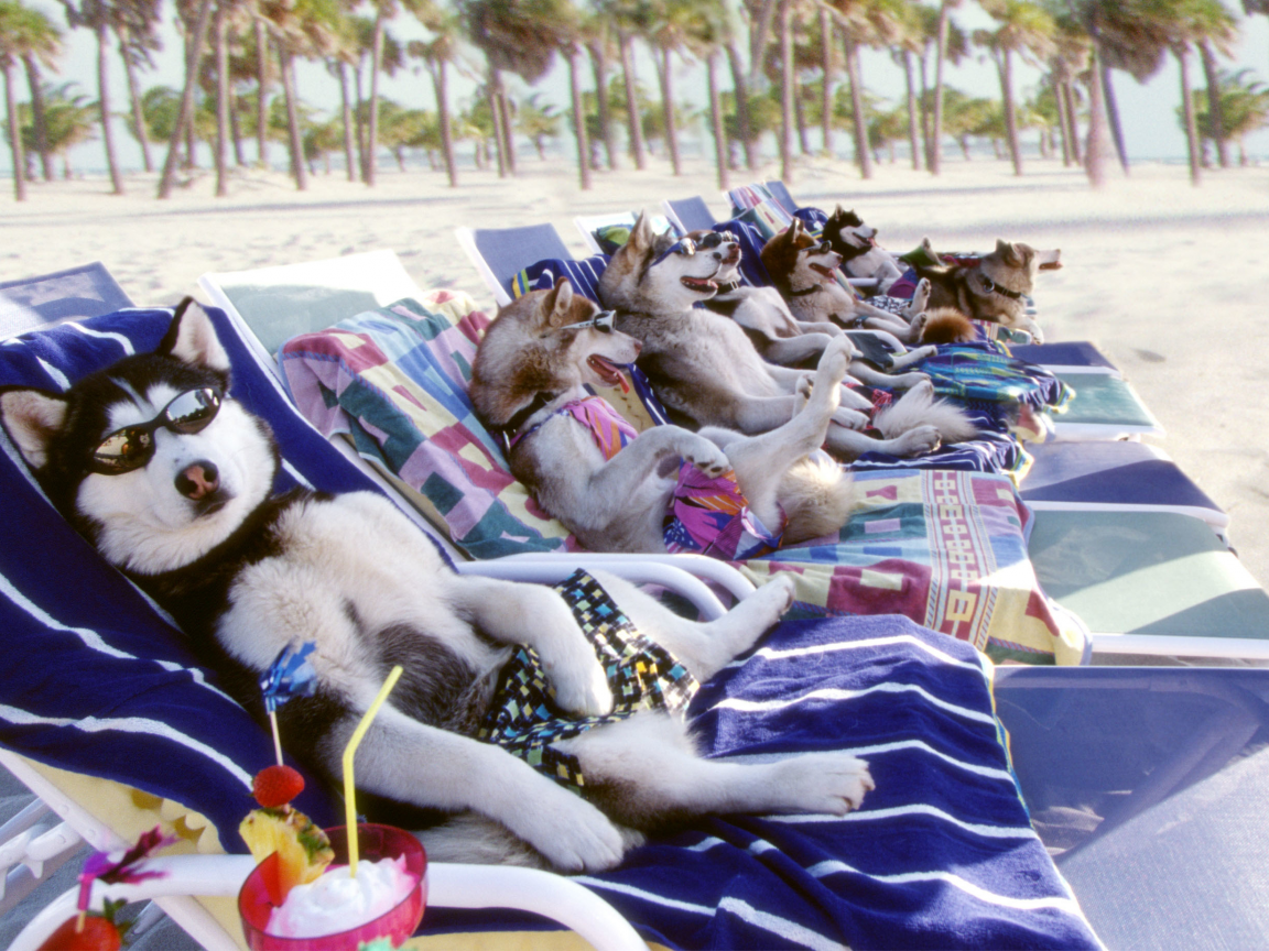 пёс, очки, собаки, псы в очках, пляж, хаски, арт, smile, dog, glasses, dogs in glasses, husky, art, drink, cocktail, beach, snow dogs in beach, sun, summer, light, nice, see, wide