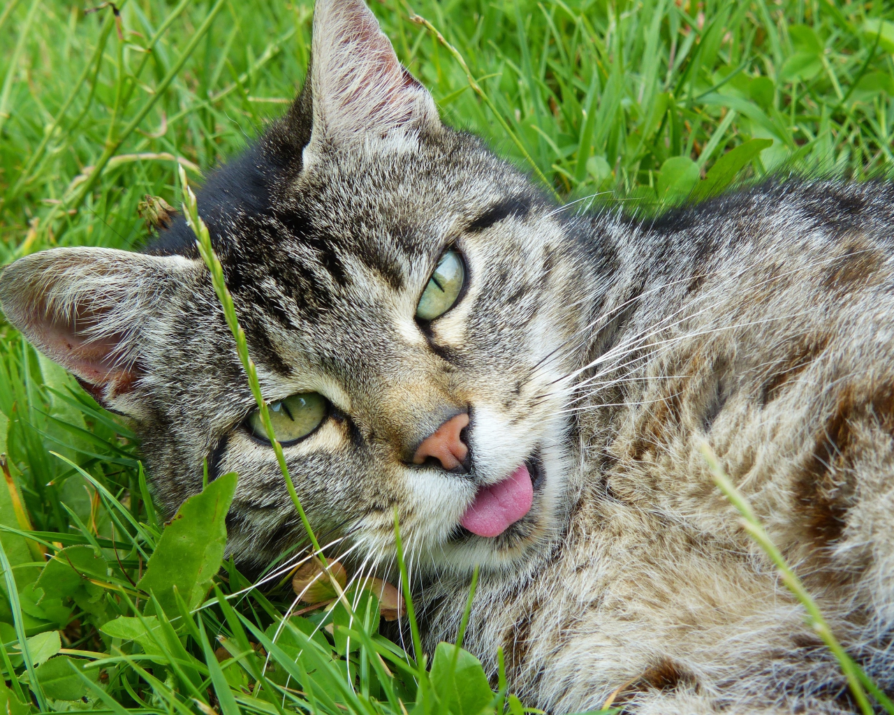 кот, язык, трава, крупный план, зелень, мордочка