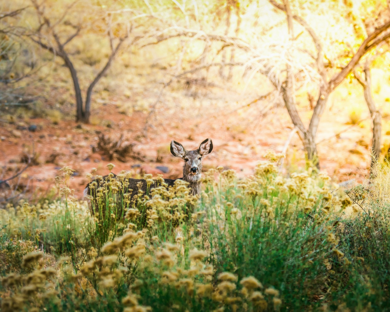 природа, красота