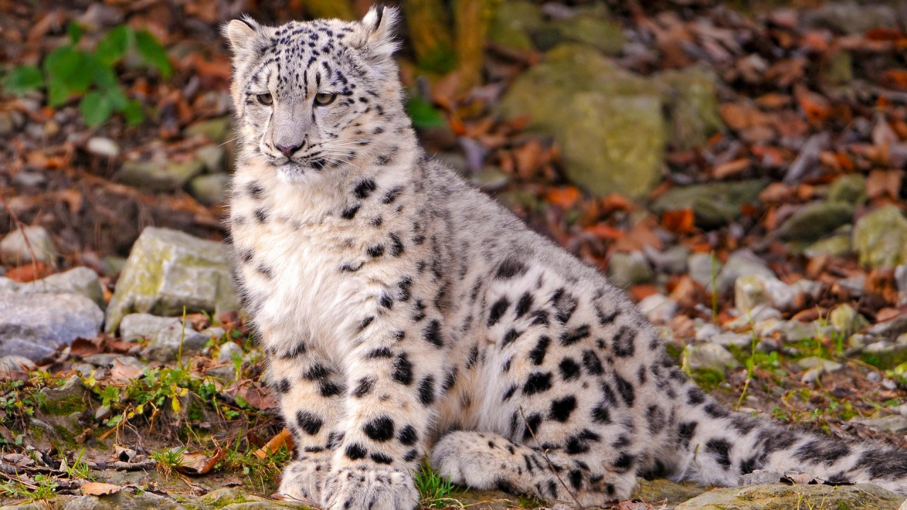 снежный, барс, ирбис, snow, leopard, cub, leo, leaves, trees, grass, stone, sun, summer, wide