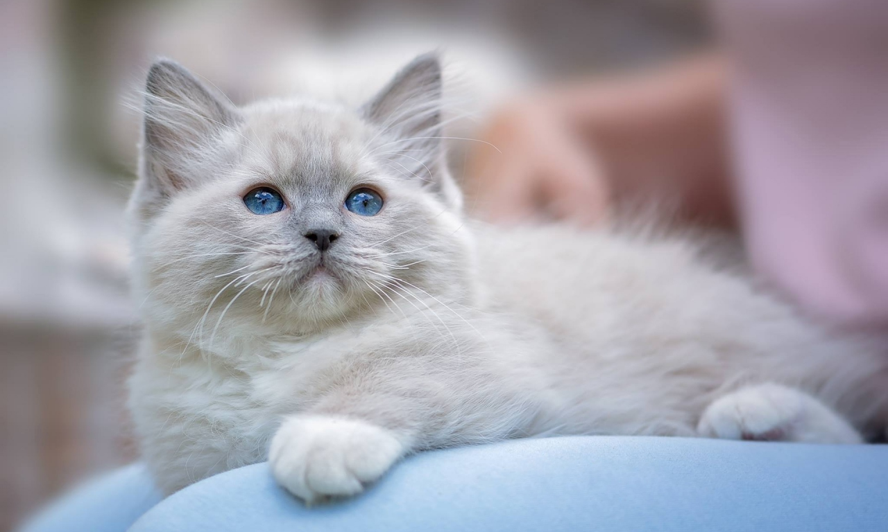 голубые глаза, котёнок