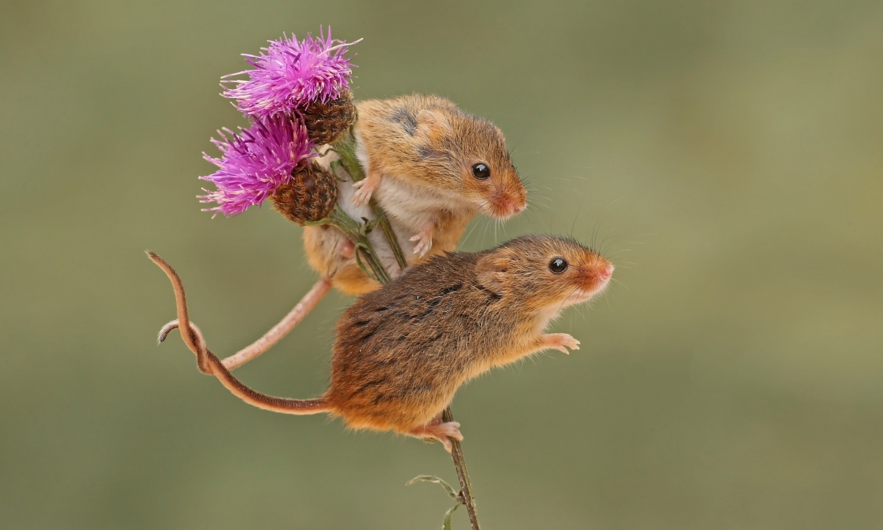 парочка, мышки, грызун, harvest mouse, фон, мышьмалютка, бодяк