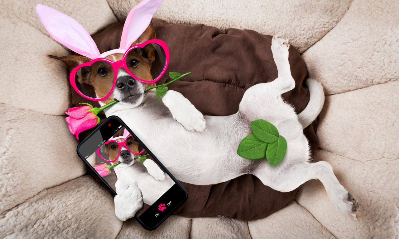 rose, dog, уши, очки, bunny ears, pink, роза, funny, сердечки, happy, holiday, собака