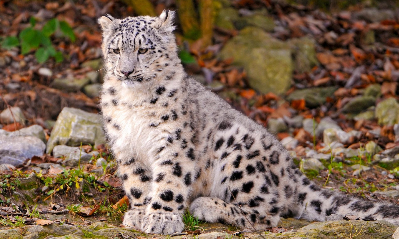 снежный, барс, ирбис, snow, leopard, cub, leo, leaves, trees, grass, stone, sun, summer, wide