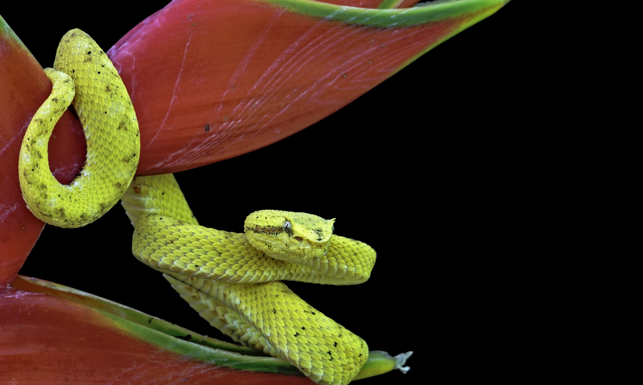 цветок, змея