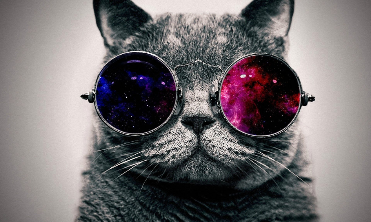 кот, очки, кот в очках, арт, smile, cat, glasses, cat in glasses, art, read, room, sun, summer, grey, nice, see, wide
