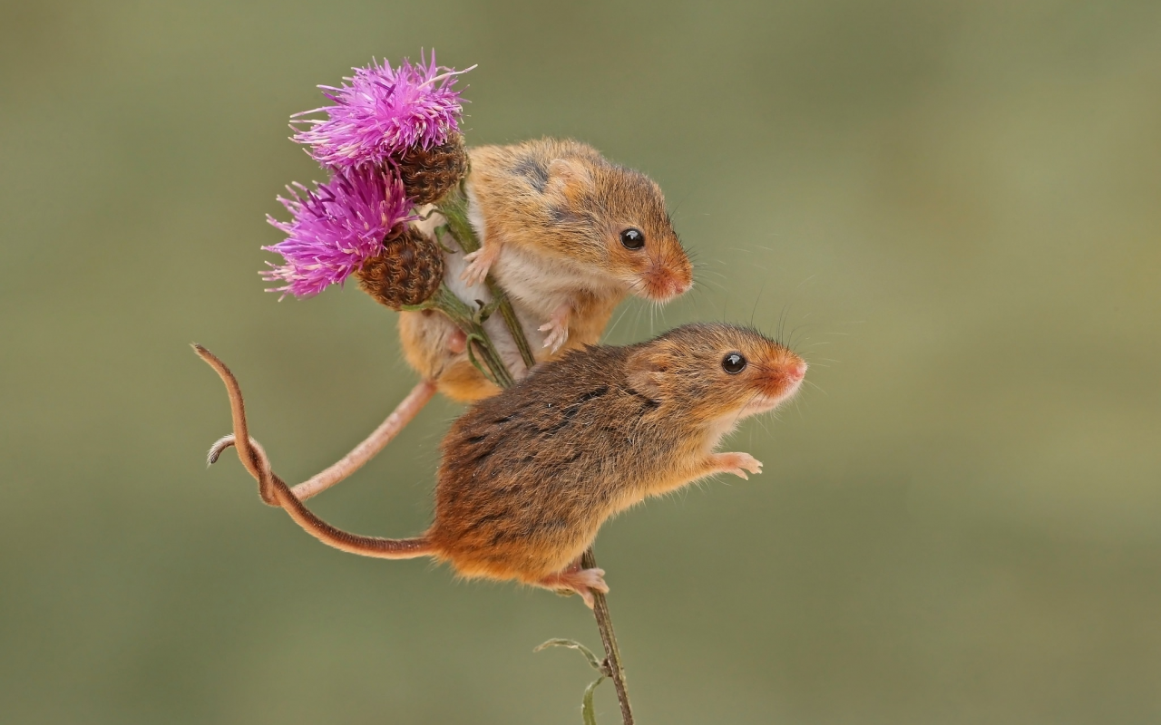 парочка, мышки, грызун, harvest mouse, фон, мышьмалютка, бодяк