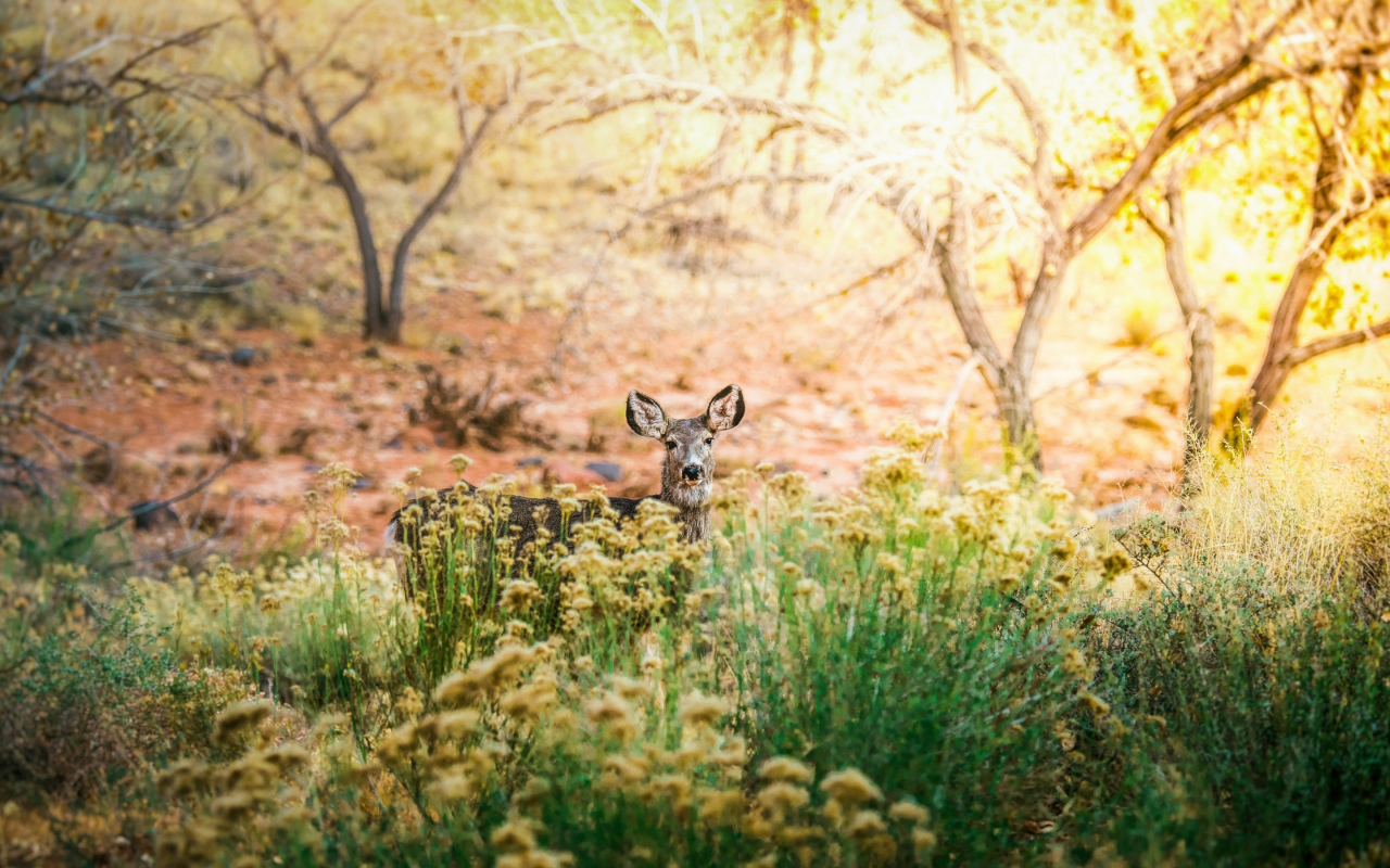 природа, красота