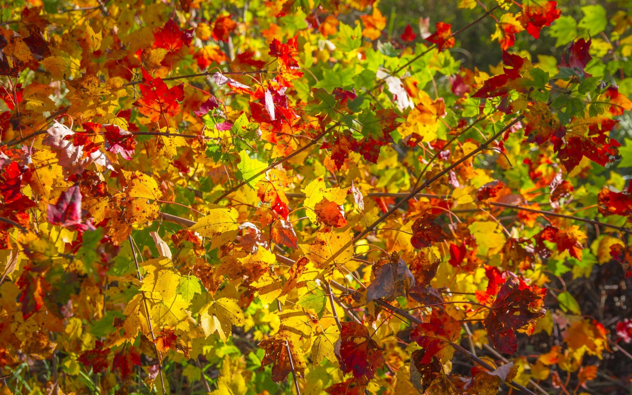 листья, желтый, ветки, осень, красный