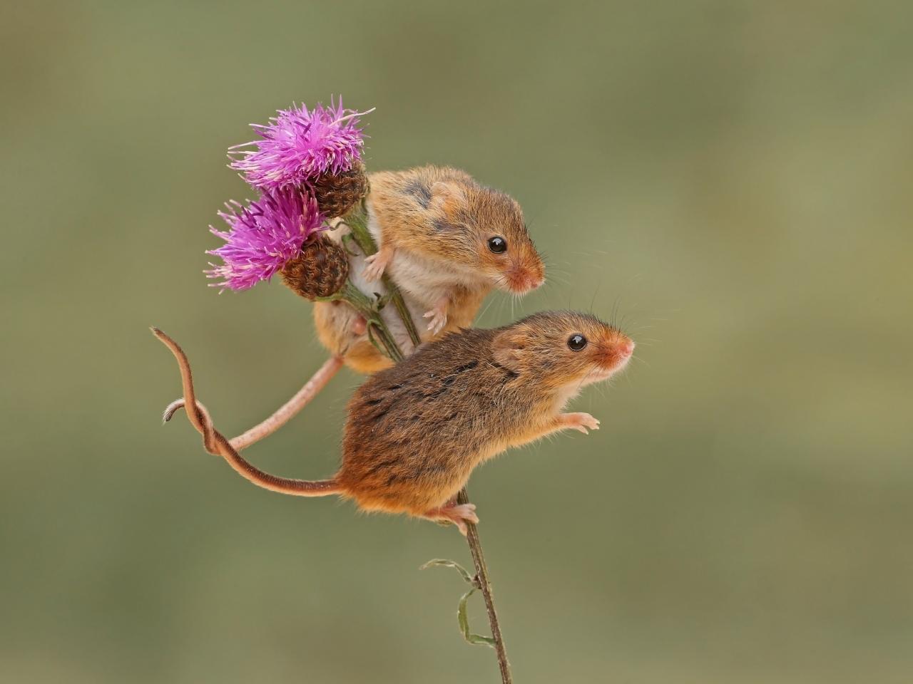 парочка, мышки, грызун, harvest mouse, фон, мышьмалютка, бодяк