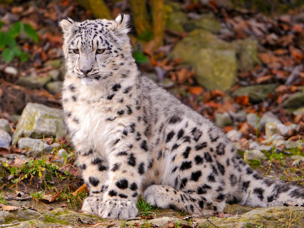 снежный, барс, ирбис, snow, leopard, cub, leo, leaves, trees, grass, stone, sun, summer, wide