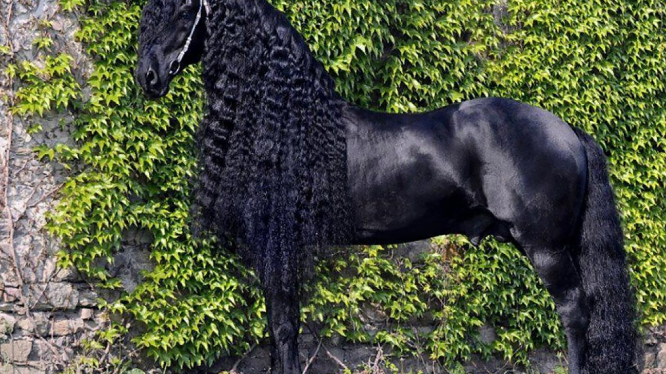 конь, жеребец, лошадь, парк, луг, horse, friedrich, great, stallion, horse, park, meadow, sun, summer, see, front, black, smile, flowers, field, sun, summer, see, nice, wide