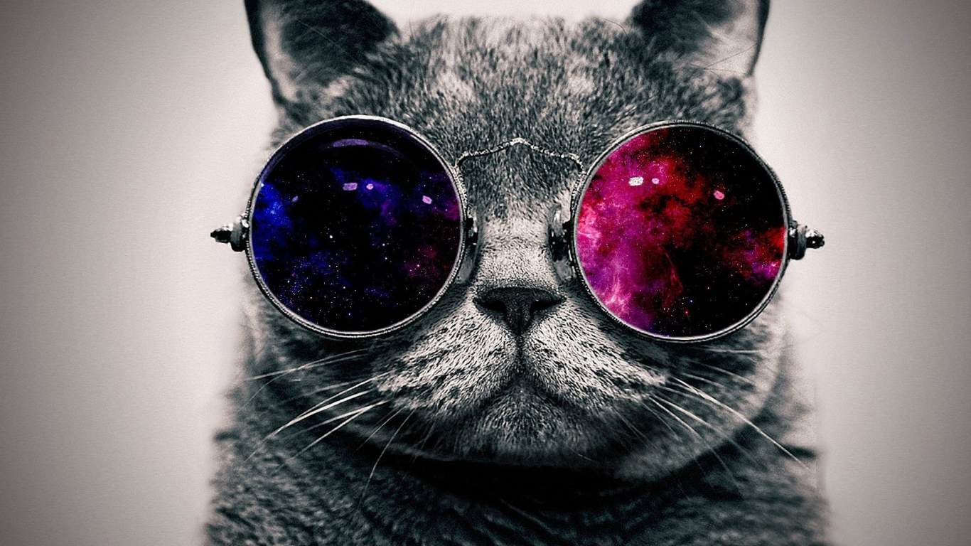 кот, очки, кот в очках, арт, smile, cat, glasses, cat in glasses, art, read, room, sun, summer, grey, nice, see, wide