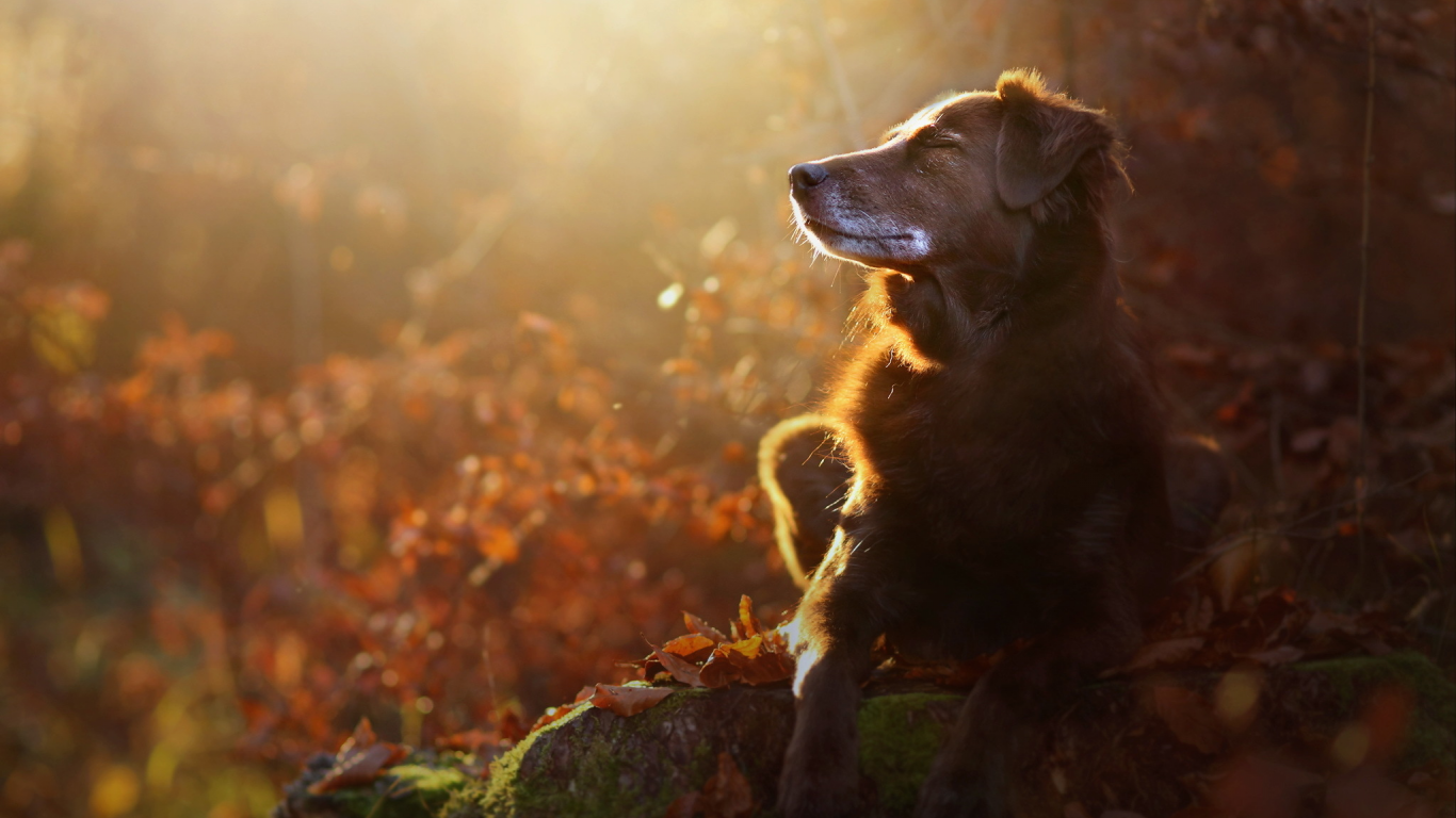 собака, осень, природа