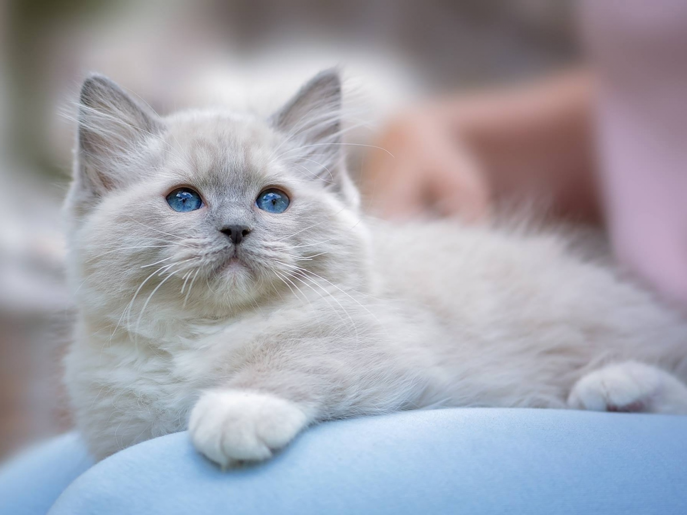 голубые глаза, котёнок