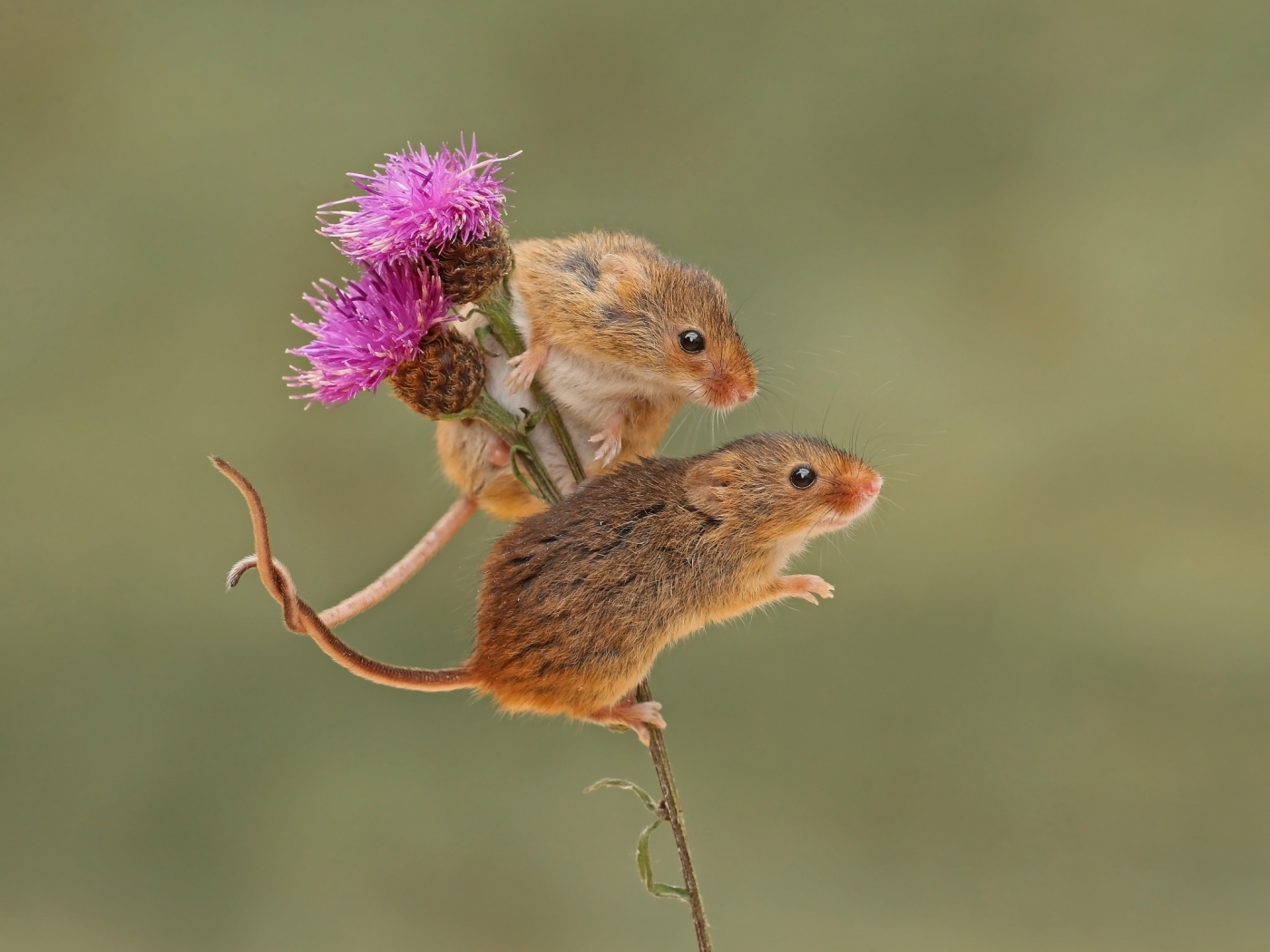 парочка, мышки, грызун, harvest mouse, фон, мышьмалютка, бодяк