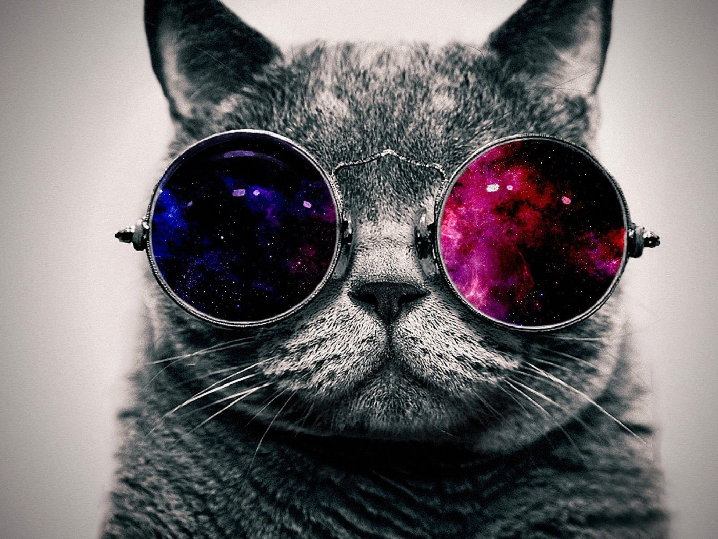 кот, очки, кот в очках, арт, smile, cat, glasses, cat in glasses, art, read, room, sun, summer, grey, nice, see, wide