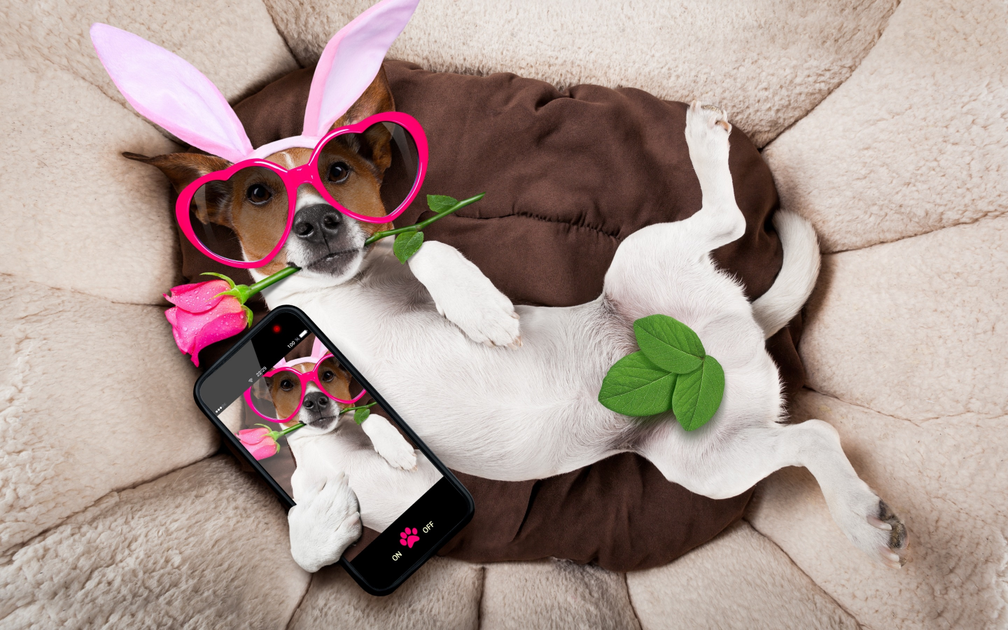 rose, dog, уши, очки, bunny ears, pink, роза, funny, сердечки, happy, holiday, собака