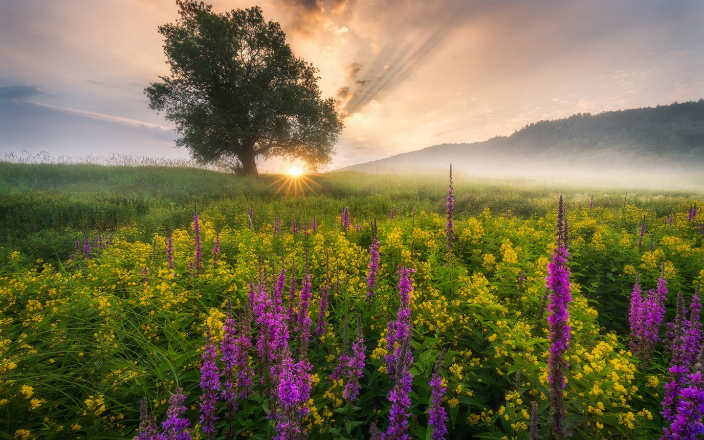 природа, красота