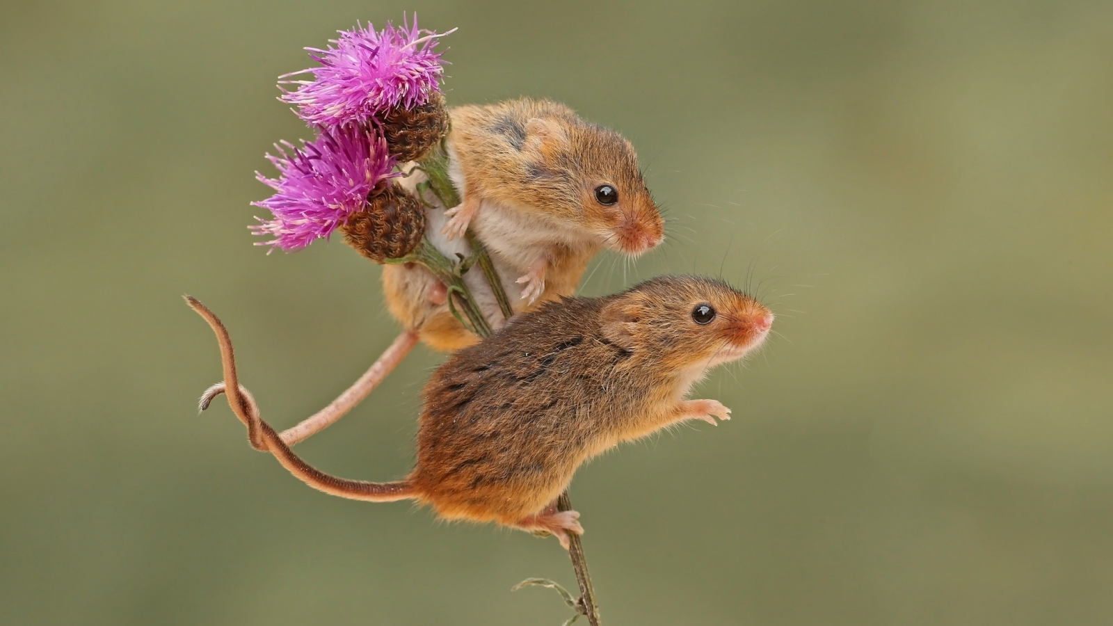 парочка, мышки, грызун, harvest mouse, фон, мышьмалютка, бодяк