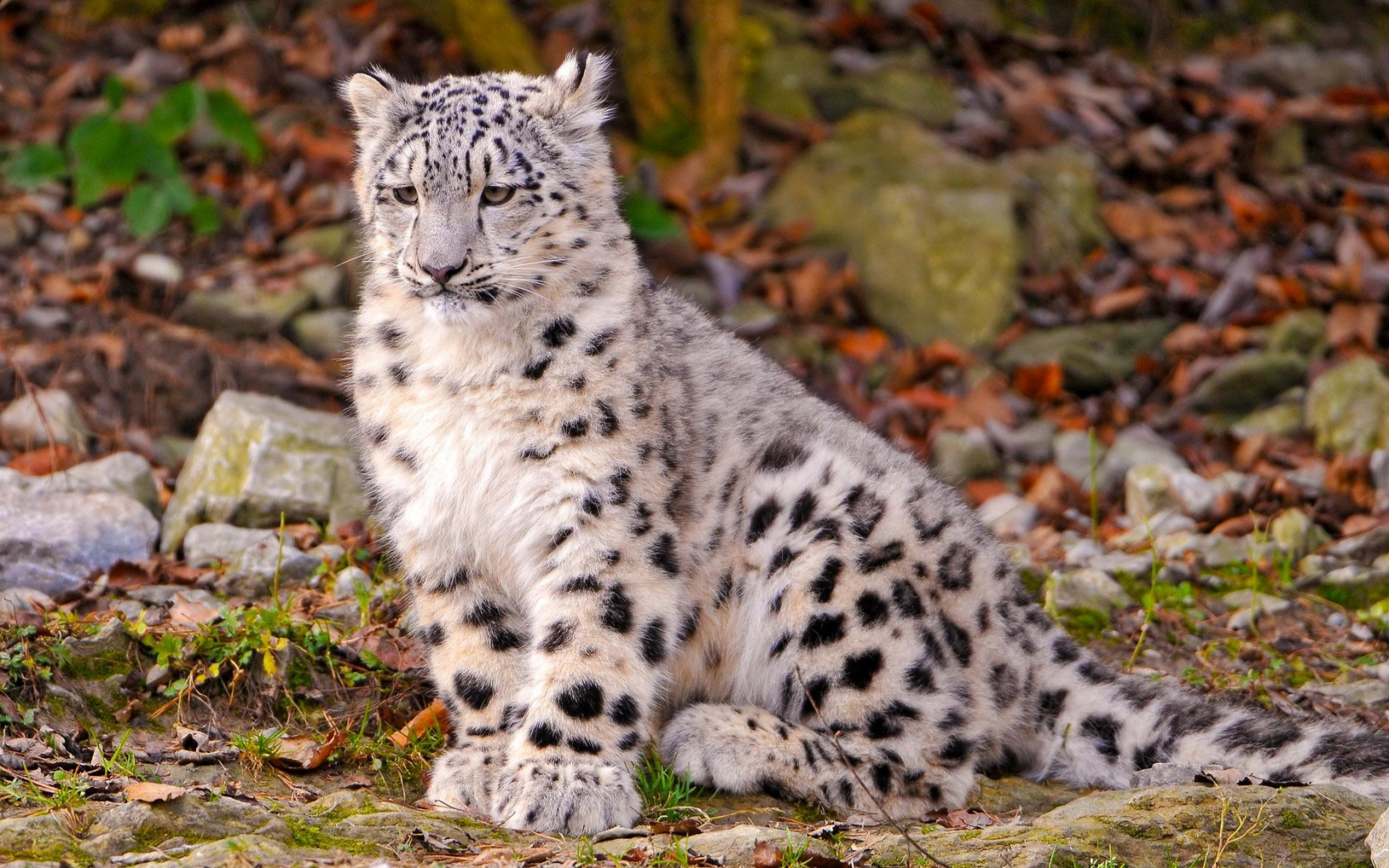 снежный, барс, ирбис, snow, leopard, cub, leo, leaves, trees, grass, stone, sun, summer, wide