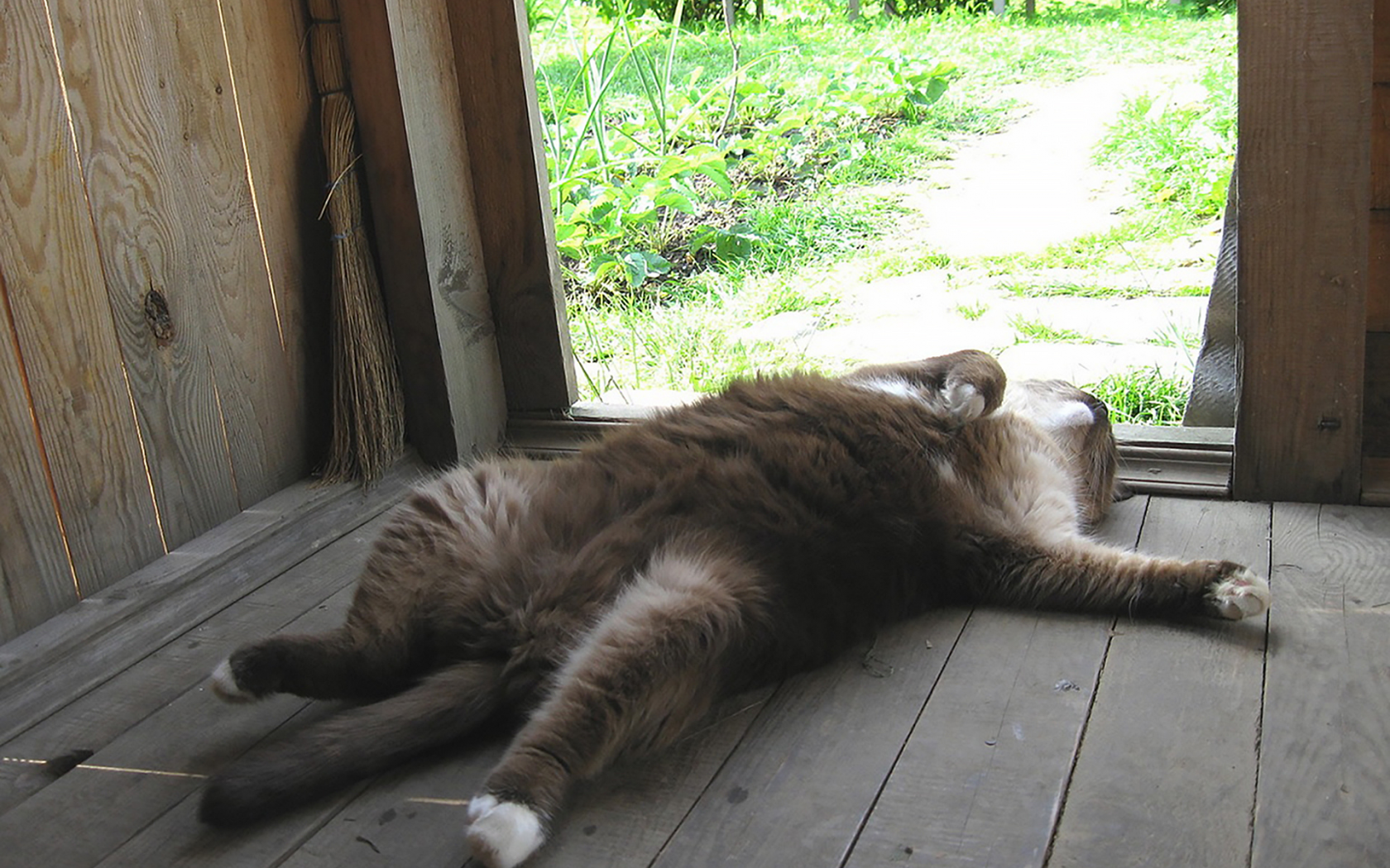 кот, сытый кот, счастливый, smile, cat, wellfed cat, happy, fat, sleep, room, sun, summer, grey, nice, see, wide