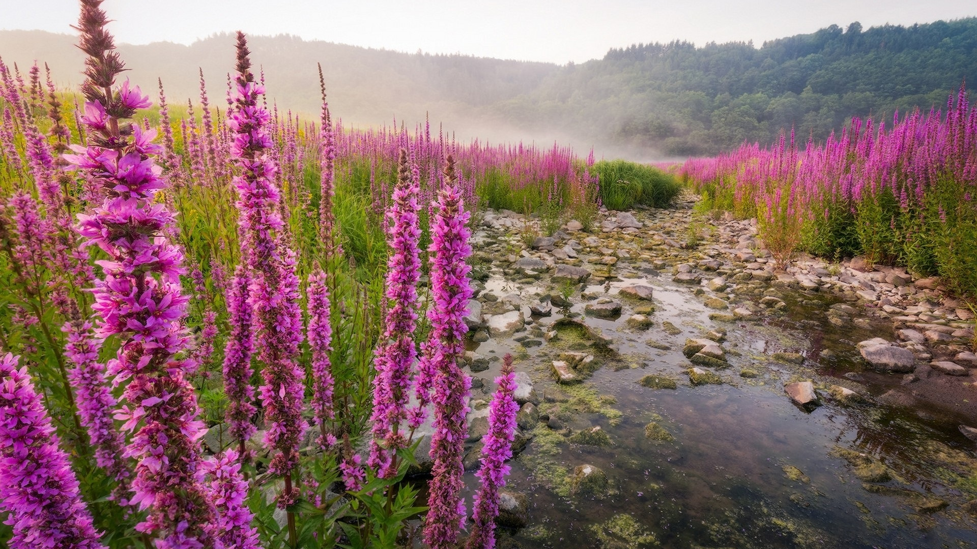 природа, красота