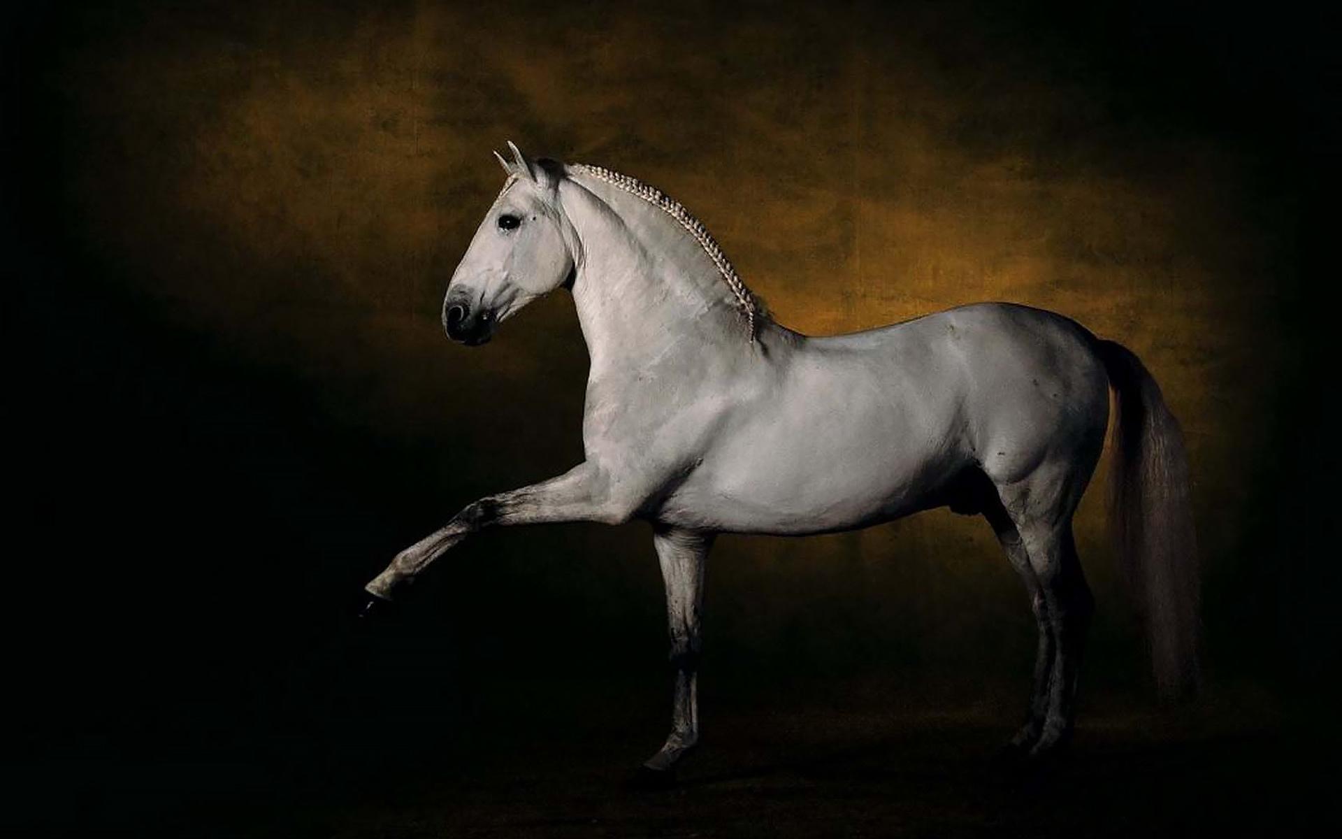 конь, жеребец, лошадь, horse, cavalry, white, stallion, room, dark, sun, summer, see, front, white, smile, flowers, room, sun, summer, see, nice, wide