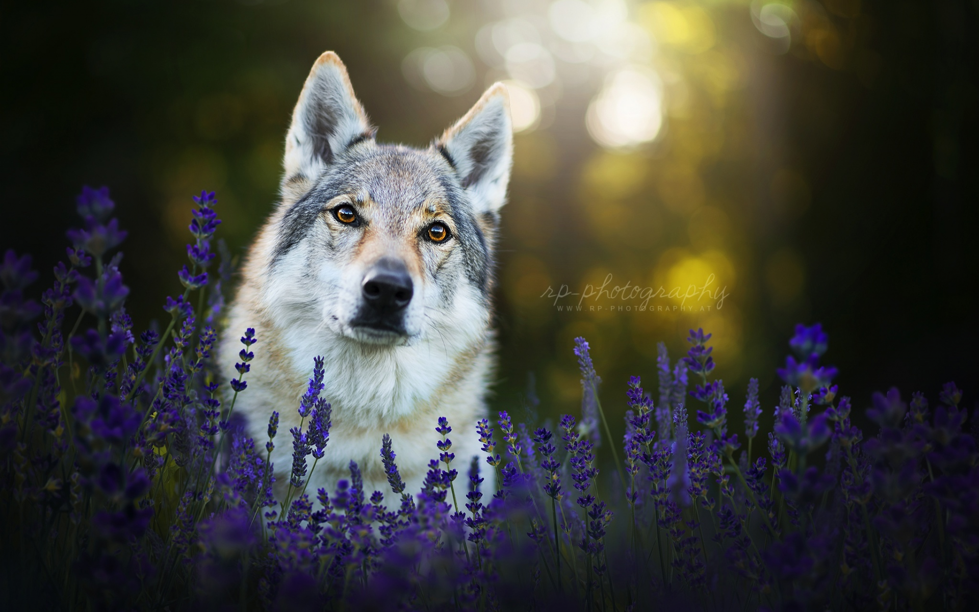 лаванда, морда, чехословацкая волчья собака, собака, взгляд, цветы