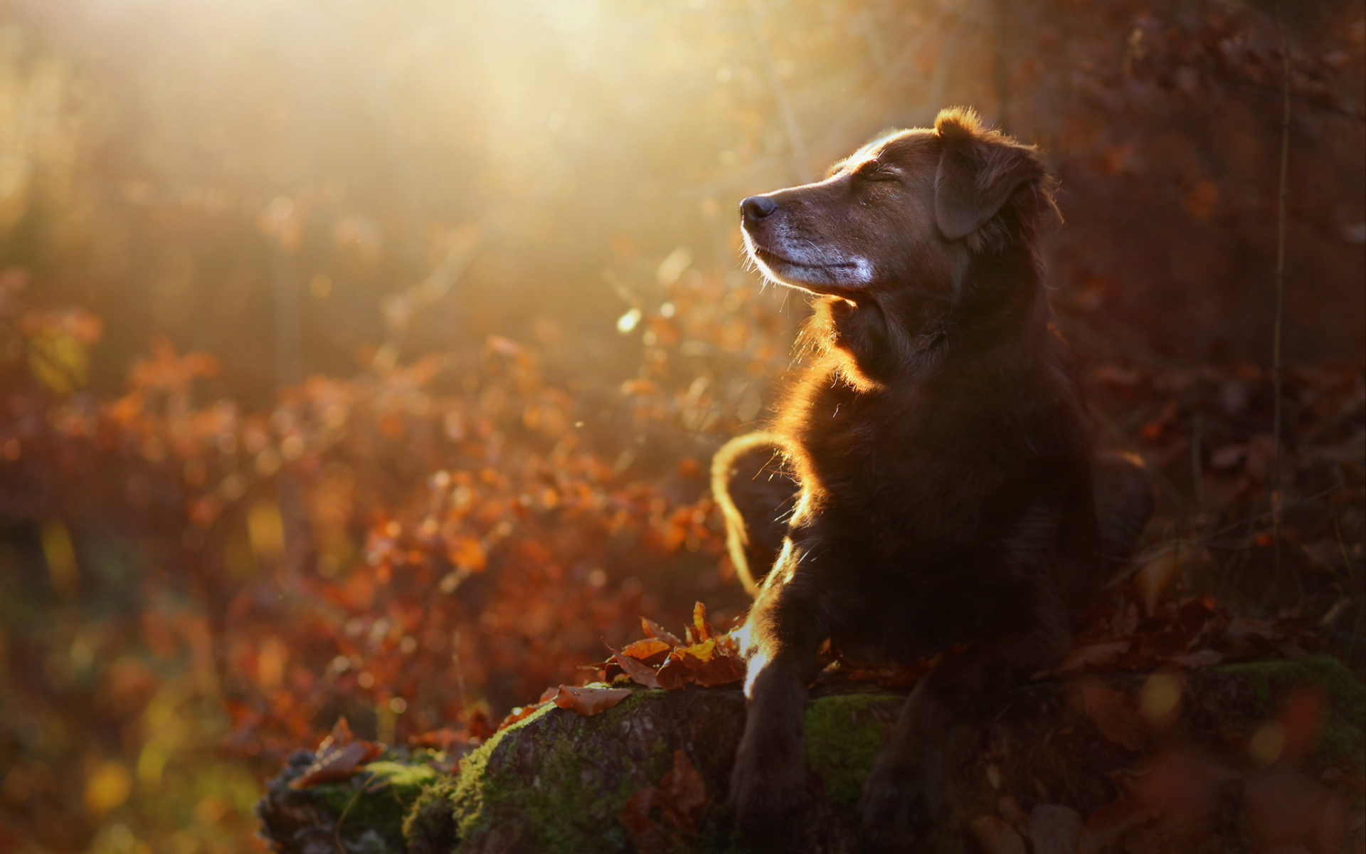 собака, осень, природа