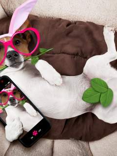 rose, dog, уши, очки, bunny ears, pink, роза, funny, сердечки, happy, holiday, собака