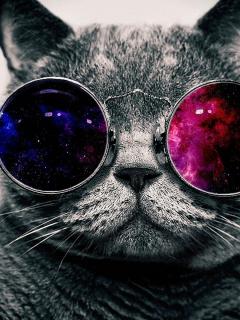 кот, очки, кот в очках, арт, smile, cat, glasses, cat in glasses, art, read, room, sun, summer, grey, nice, see, wide