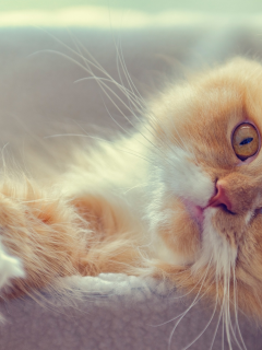 котэ, рыжий кот, мордочка, персидская кошка, взгляд