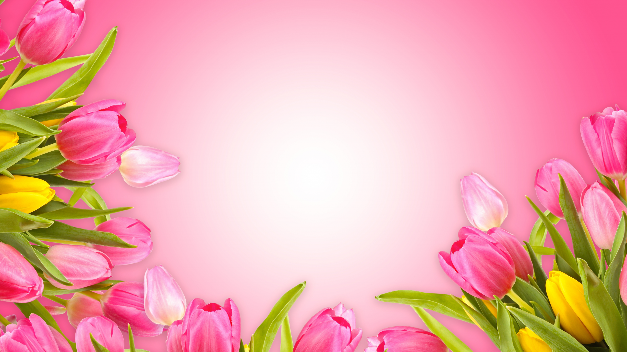 fresh, love, тюльпаны, pink, розовый фон, romantic, tulips, flowers
