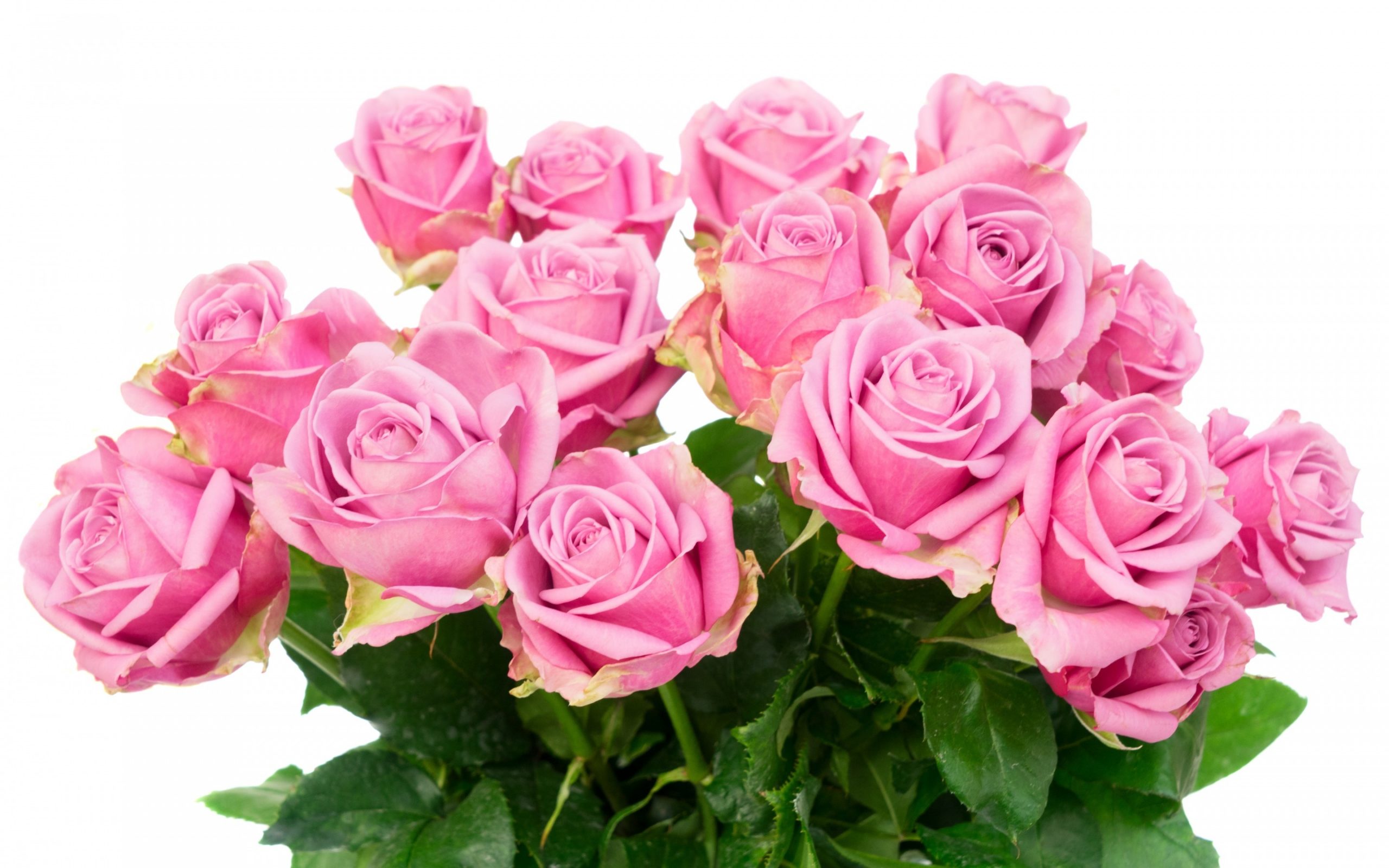 розы, букет, roses, flowers, розовые розы, pink