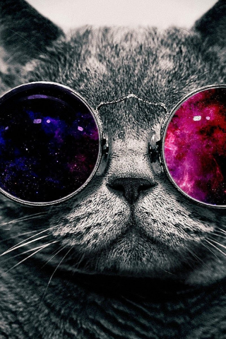 кот, очки, кот в очках, арт, smile, cat, glasses, cat in glasses, art, read, room, sun, summer, grey, nice, see, wide