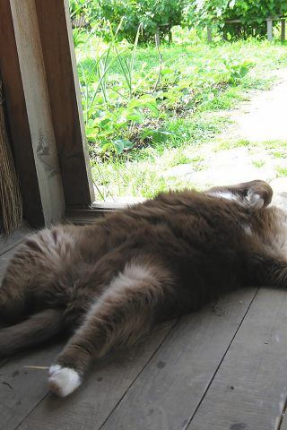 кот, сытый кот, счастливый, smile, cat, wellfed cat, happy, fat, sleep, room, sun, summer, grey, nice, see, wide