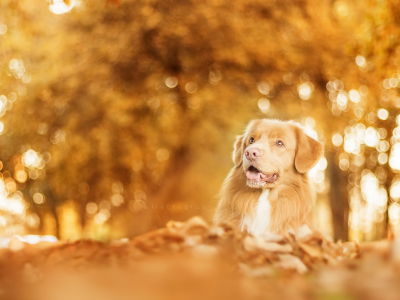 собаки, осень, ретривер, листья