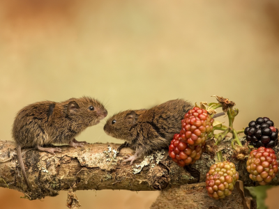 природа, мышки, ягоды