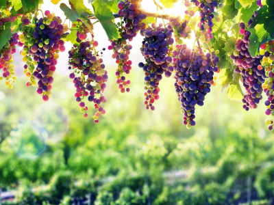 grape, nature, natural beauty, winery, vine, fruit