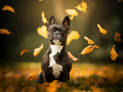 листья, осень, боке, ранцузский бульдог, собака
