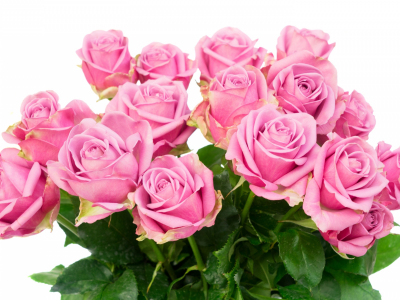 розы, букет, roses, flowers, розовые розы, pink